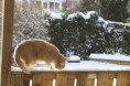 /album/vores-fede-kat/daisy06-jpg/